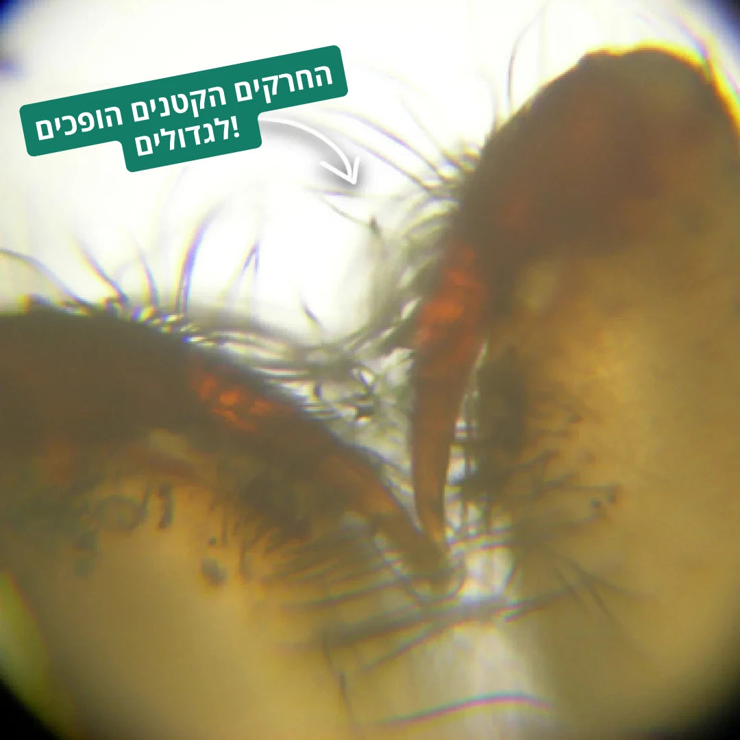 המיניסקופ המקורי